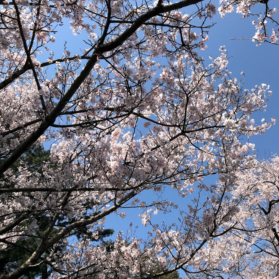 乾通り公開　桜