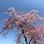乾通り公開　桜
