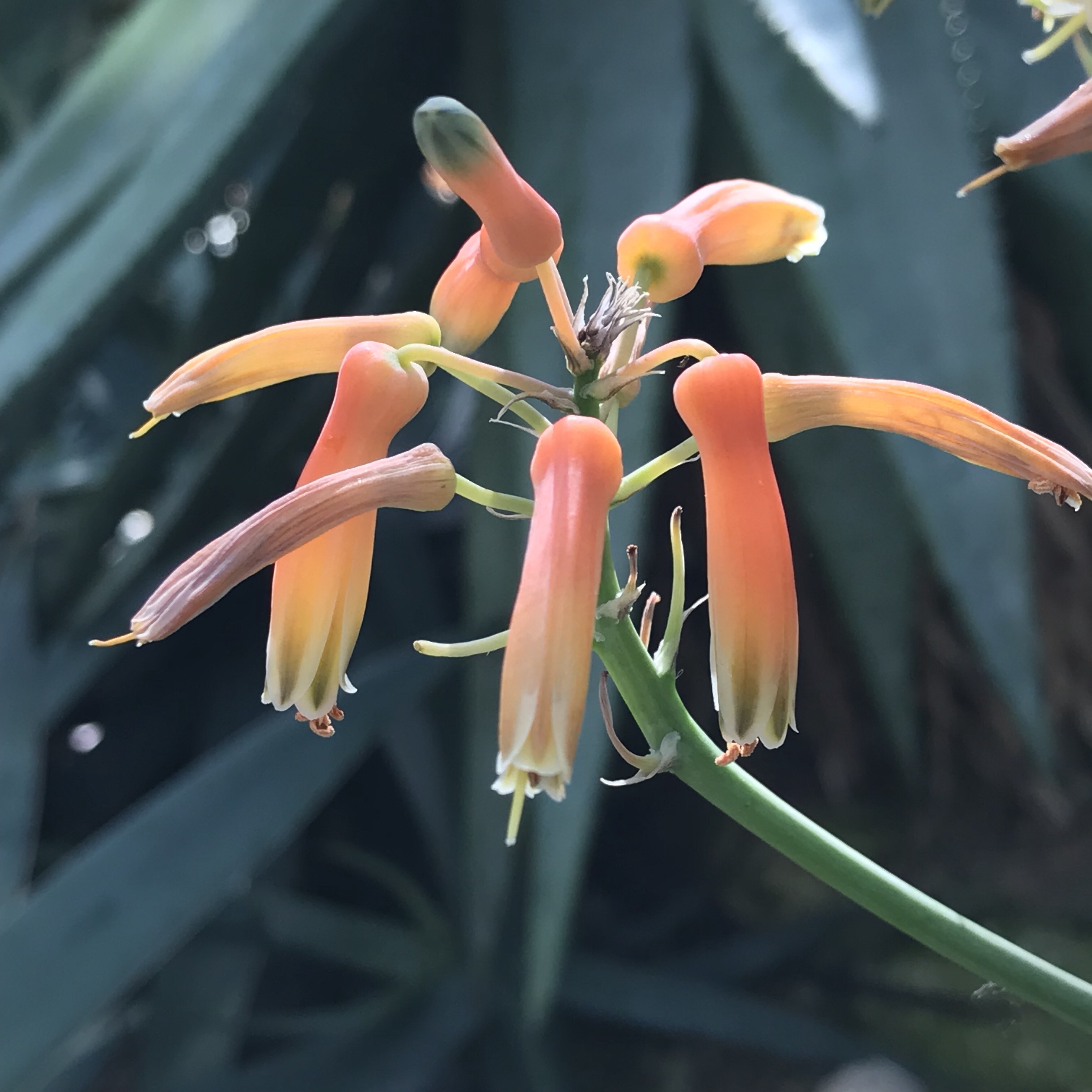 アロエ ストリアータ 花撮影技術 植物園紹介 花のブログ