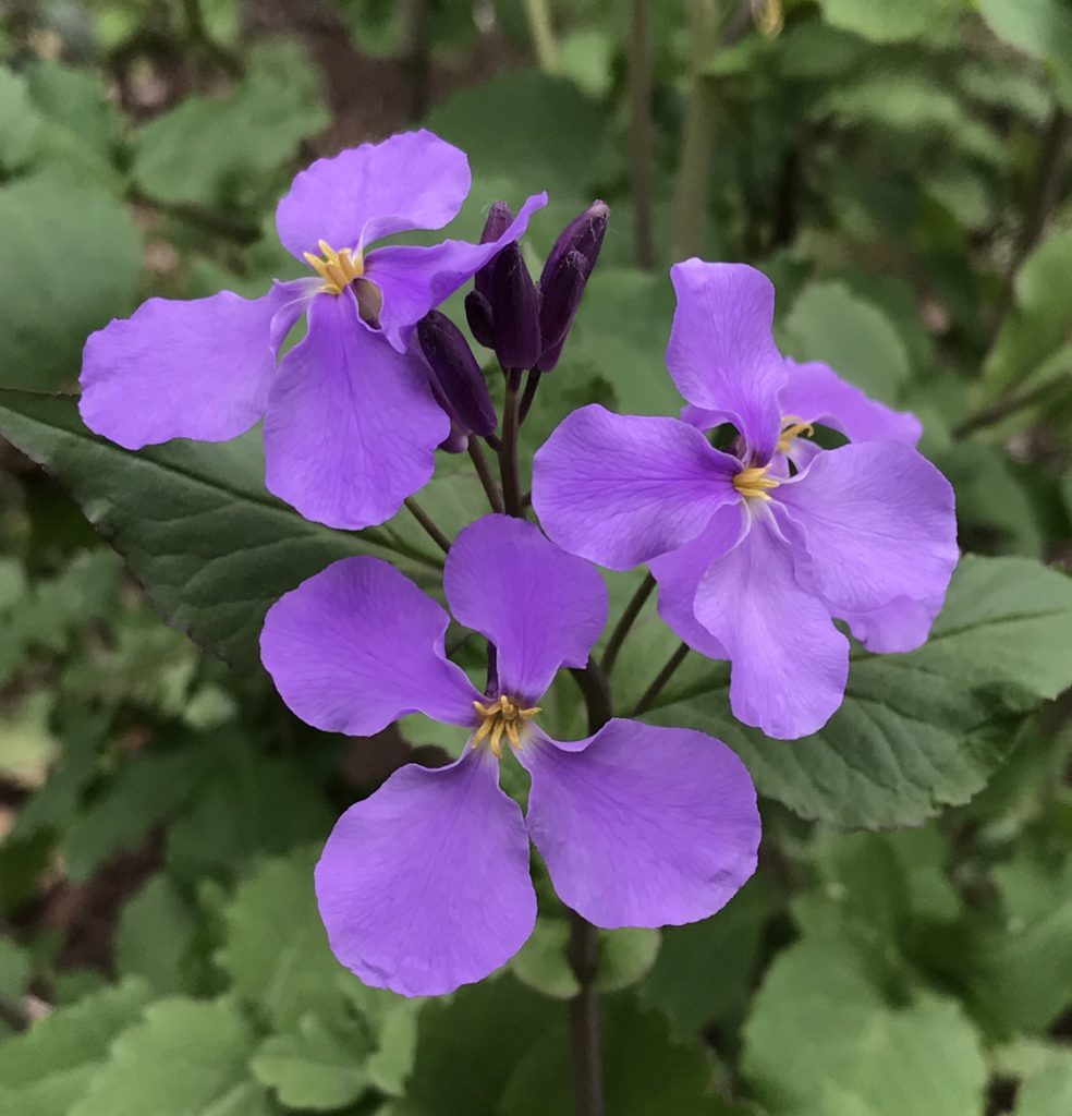 ムラサキハナナ 花撮影技術 植物園紹介 花のブログ