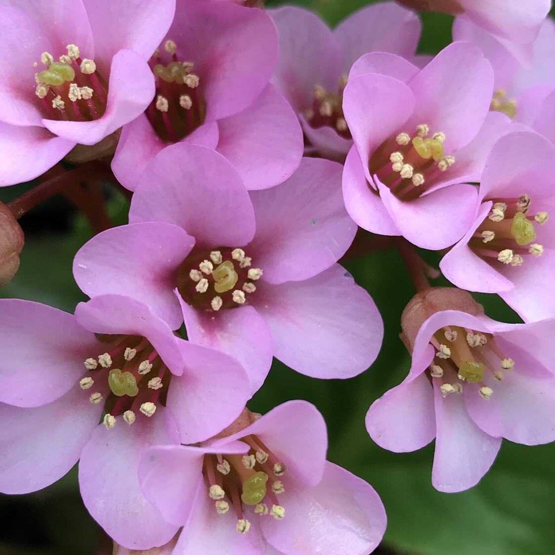 ヒマラヤユキノシタ 花撮影技術 植物園紹介 花のブログ