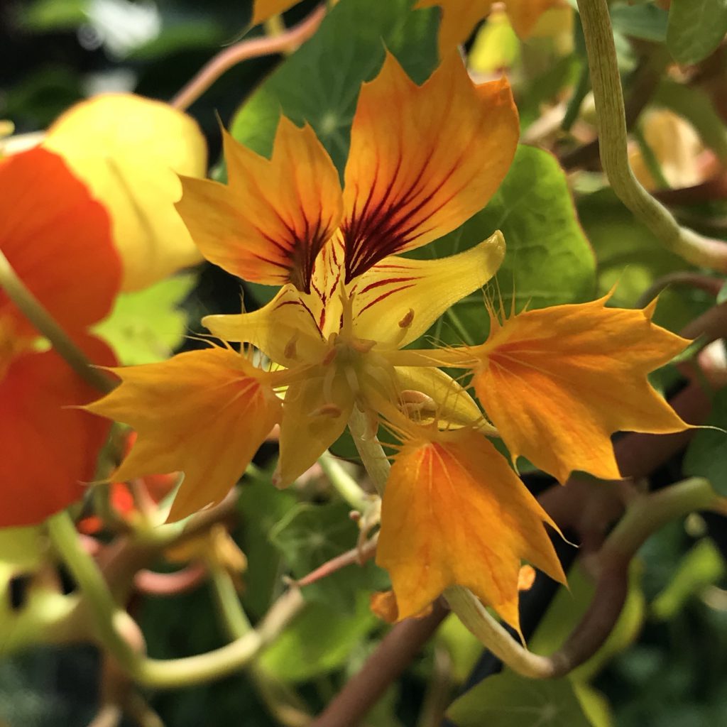 ナスタチューム フェニックス 花撮影技術 植物園紹介 花のブログ