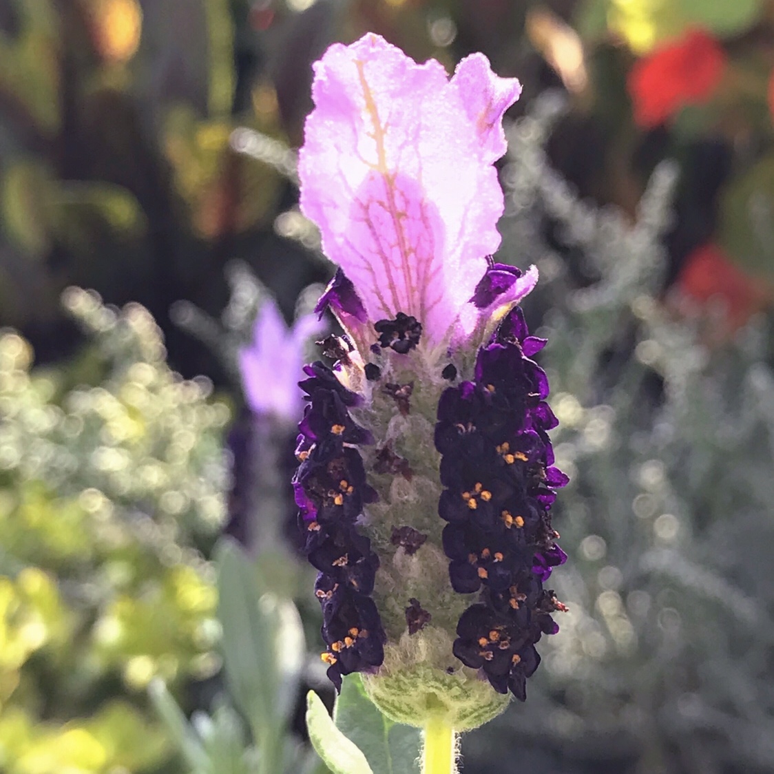 フレンチラベンダー 花撮影技術 植物園紹介 花のブログ
