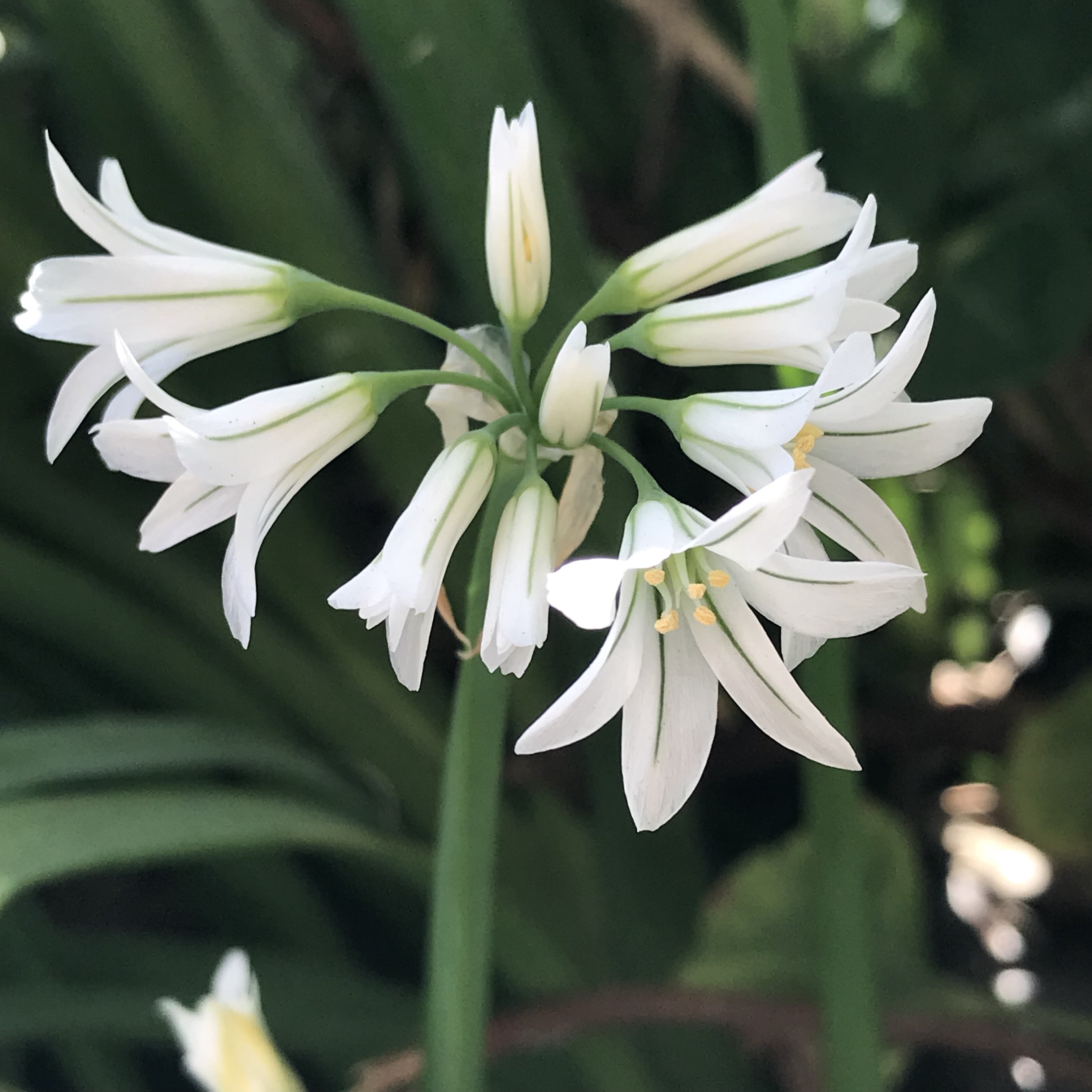 アリウム トリケトラム 花撮影技術 植物園紹介 花のブログ