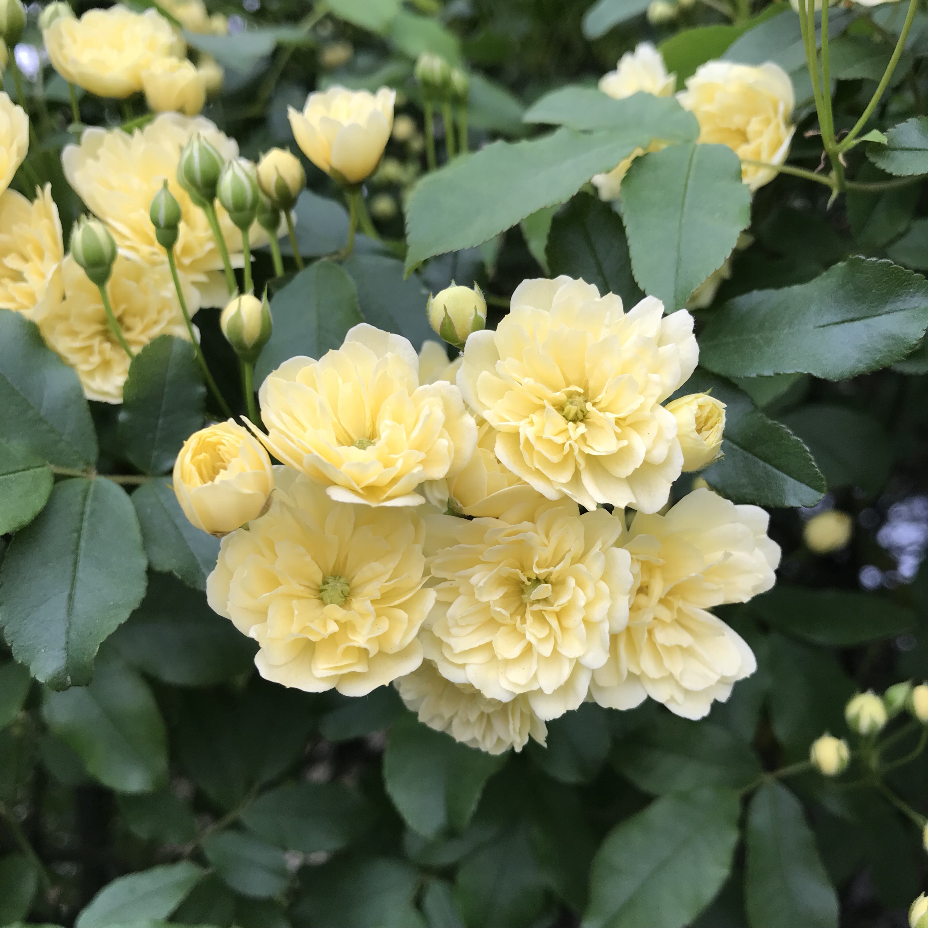 モッコウバラ 花撮影技術 植物園紹介 花のブログ