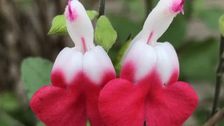 チェリーセージ 花撮影技術 植物園紹介 花のブログ