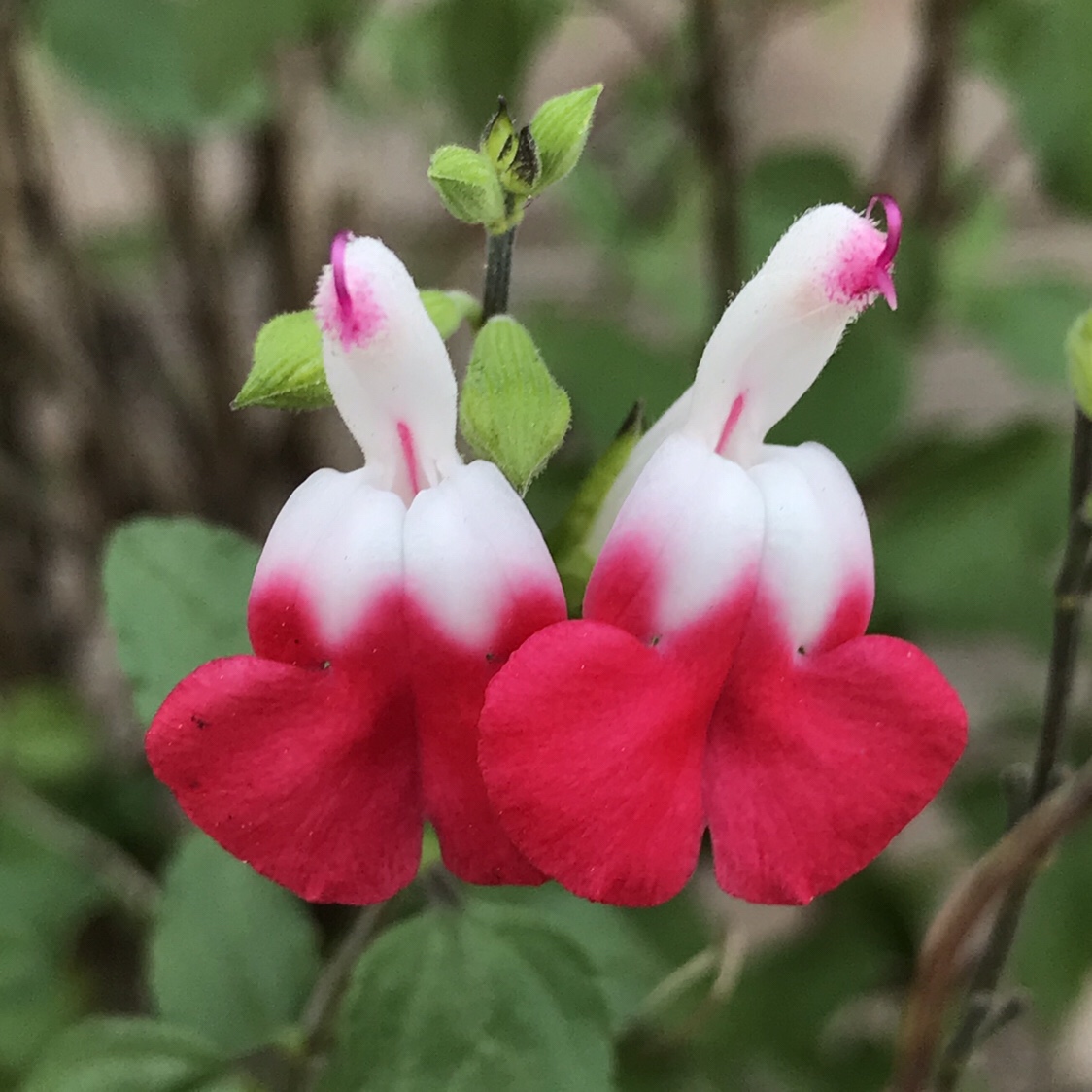 チェリーセージ 花撮影技術 植物園紹介 花のブログ