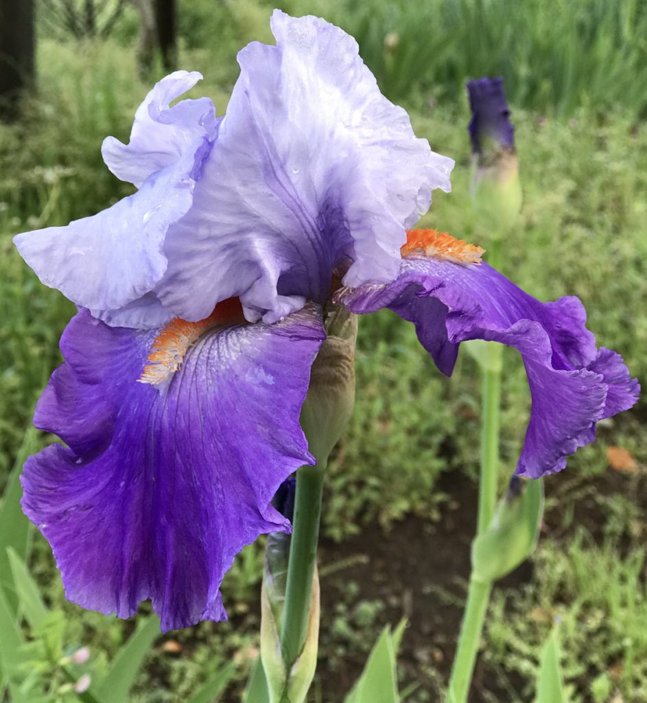 ジャーマンアイリス 花撮影技術 植物園紹介 花のブログ