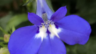 ロベリア 花撮影技術 植物園紹介 花のブログ