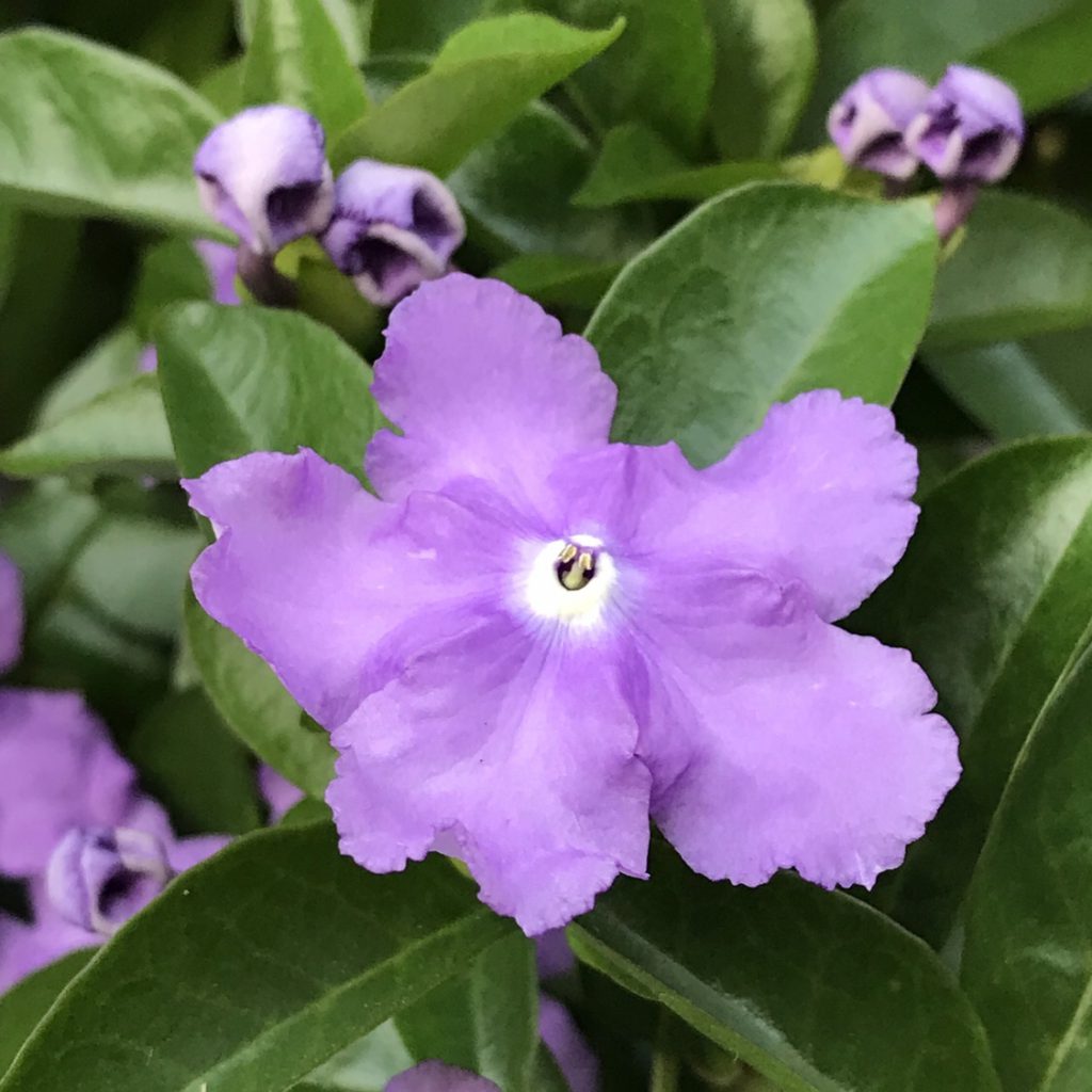 ニオイバンマツリ 花撮影技術 植物園紹介 花のブログ