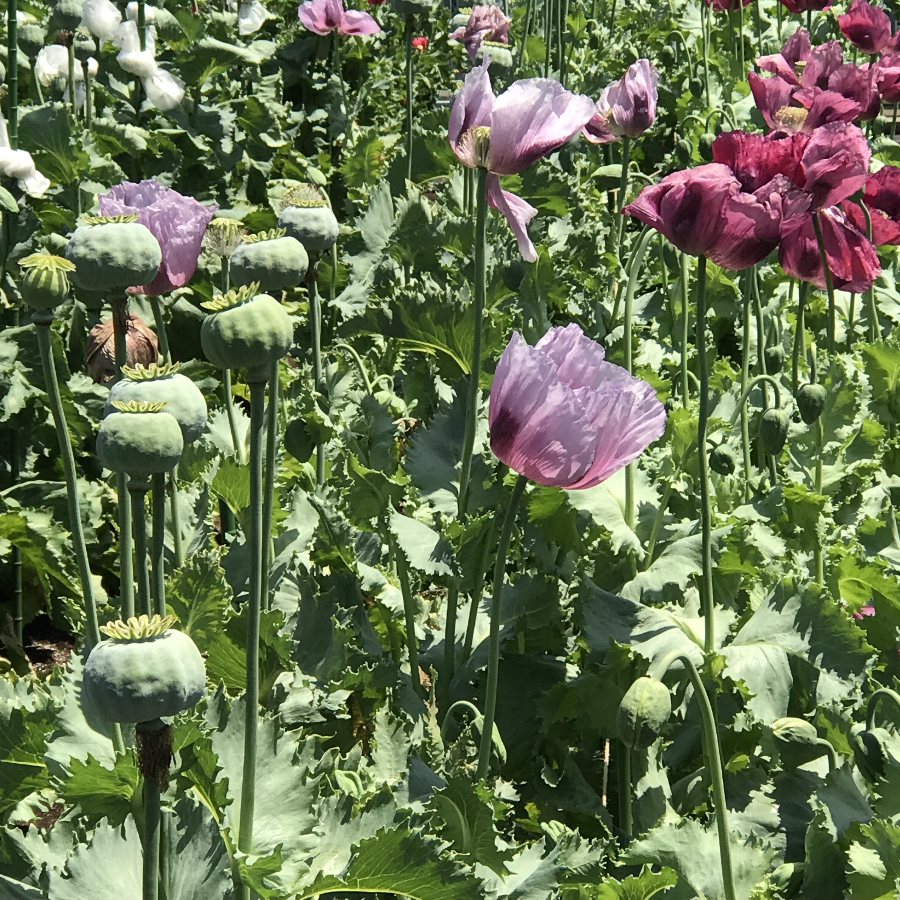 ケシ ソムニフェルム種 花撮影技術 植物園紹介 花のブログ