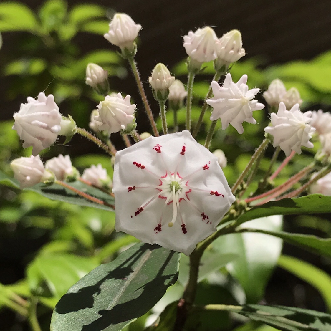 カルミア 花撮影技術 植物園紹介 花のブログ