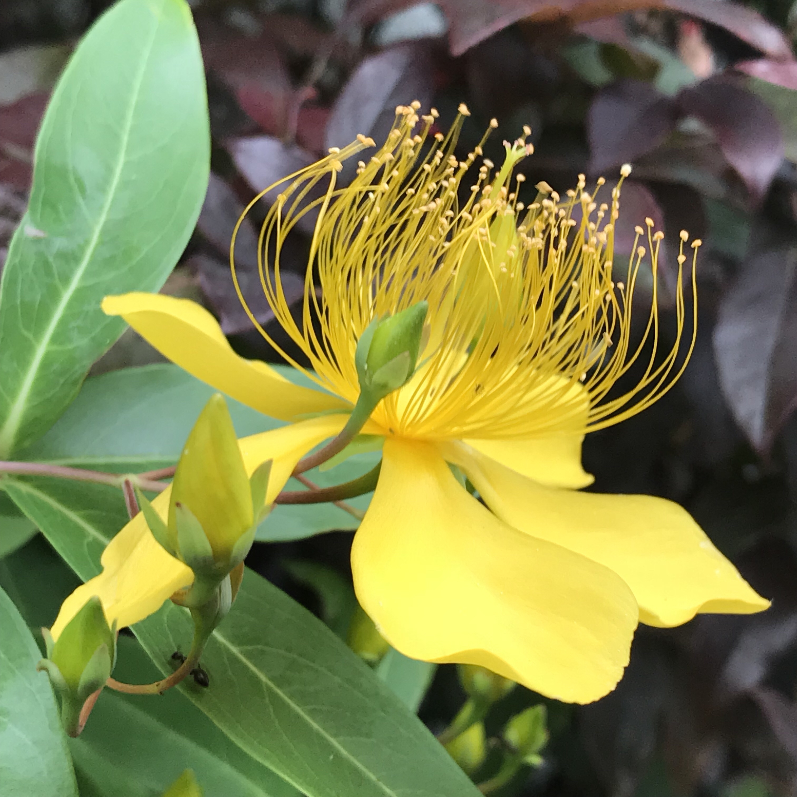 ビヨウヤナギ 花撮影技術 植物園紹介 花のブログ