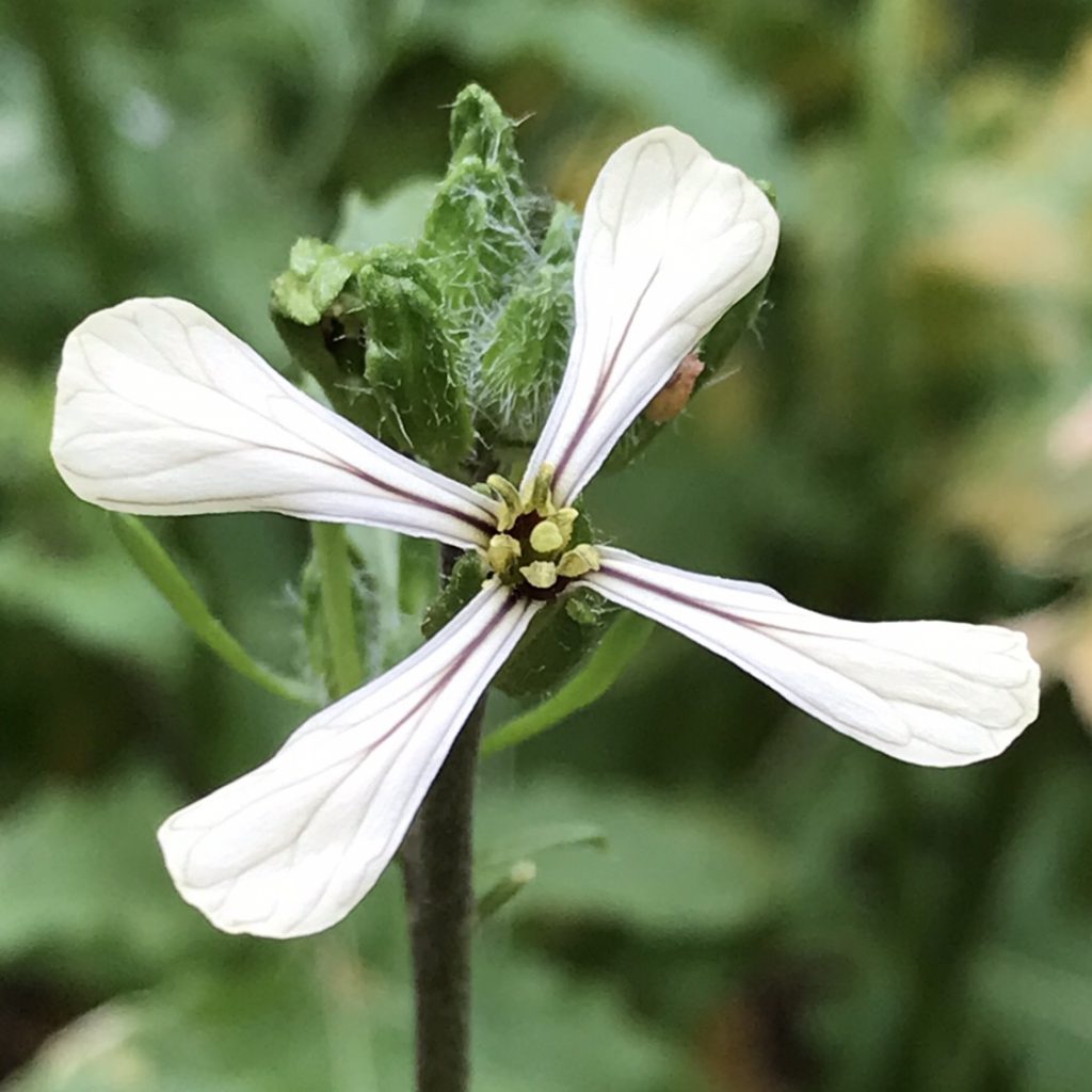 ルッコラ 花撮影技術 植物園紹介 花のブログ