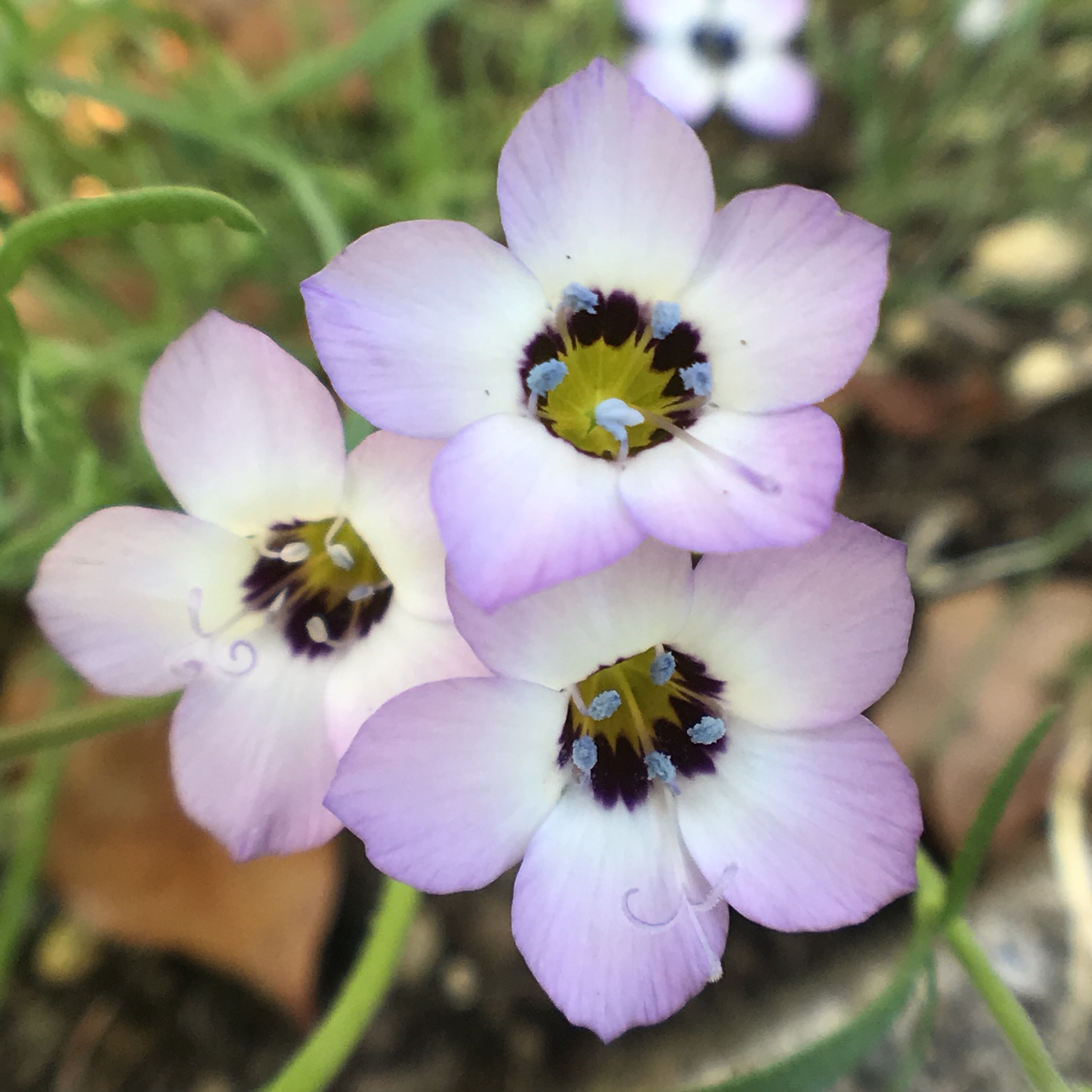 ギリア トリコロール 花撮影技術 植物園紹介 花のブログ