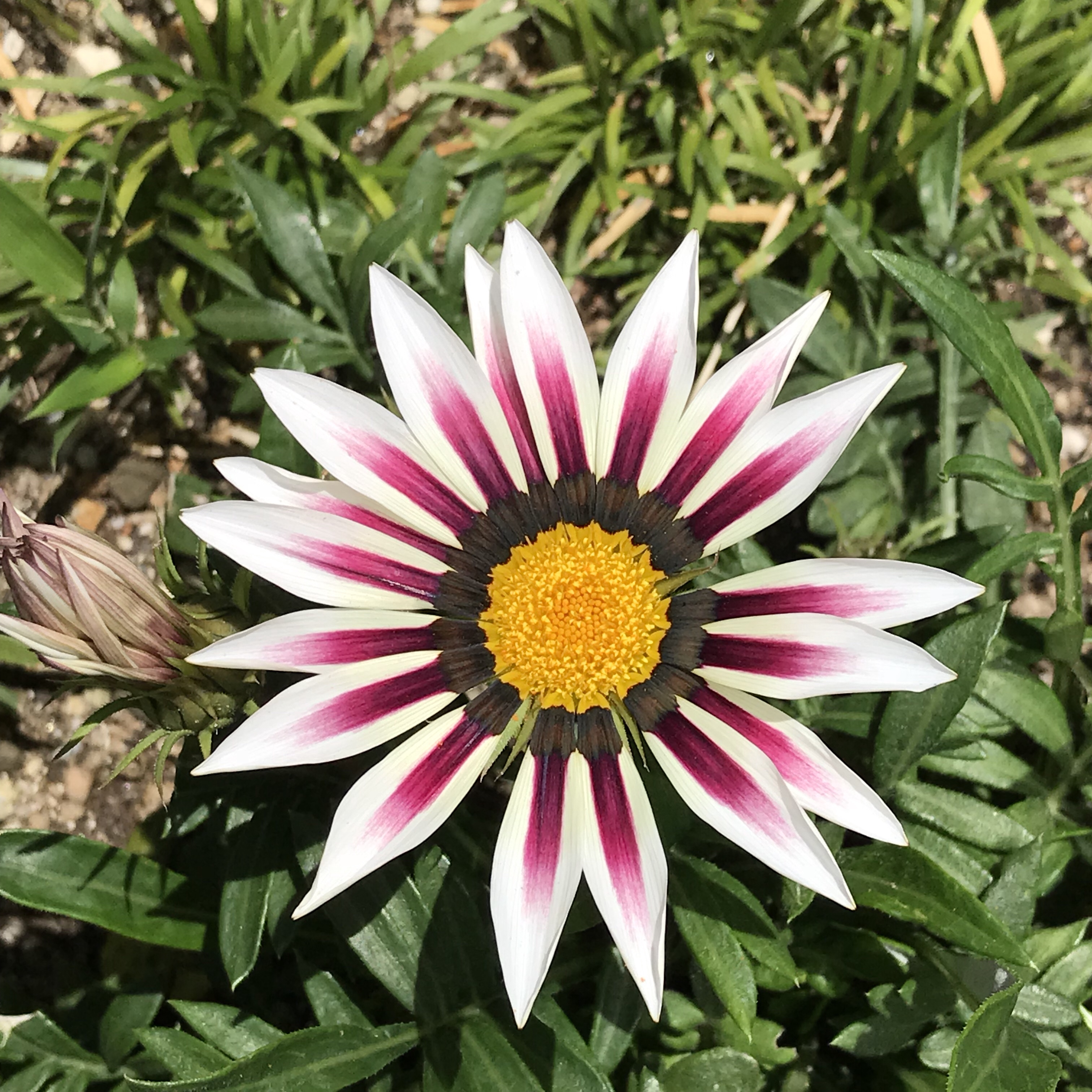 ガザニア 花撮影技術 植物園紹介 花のブログ