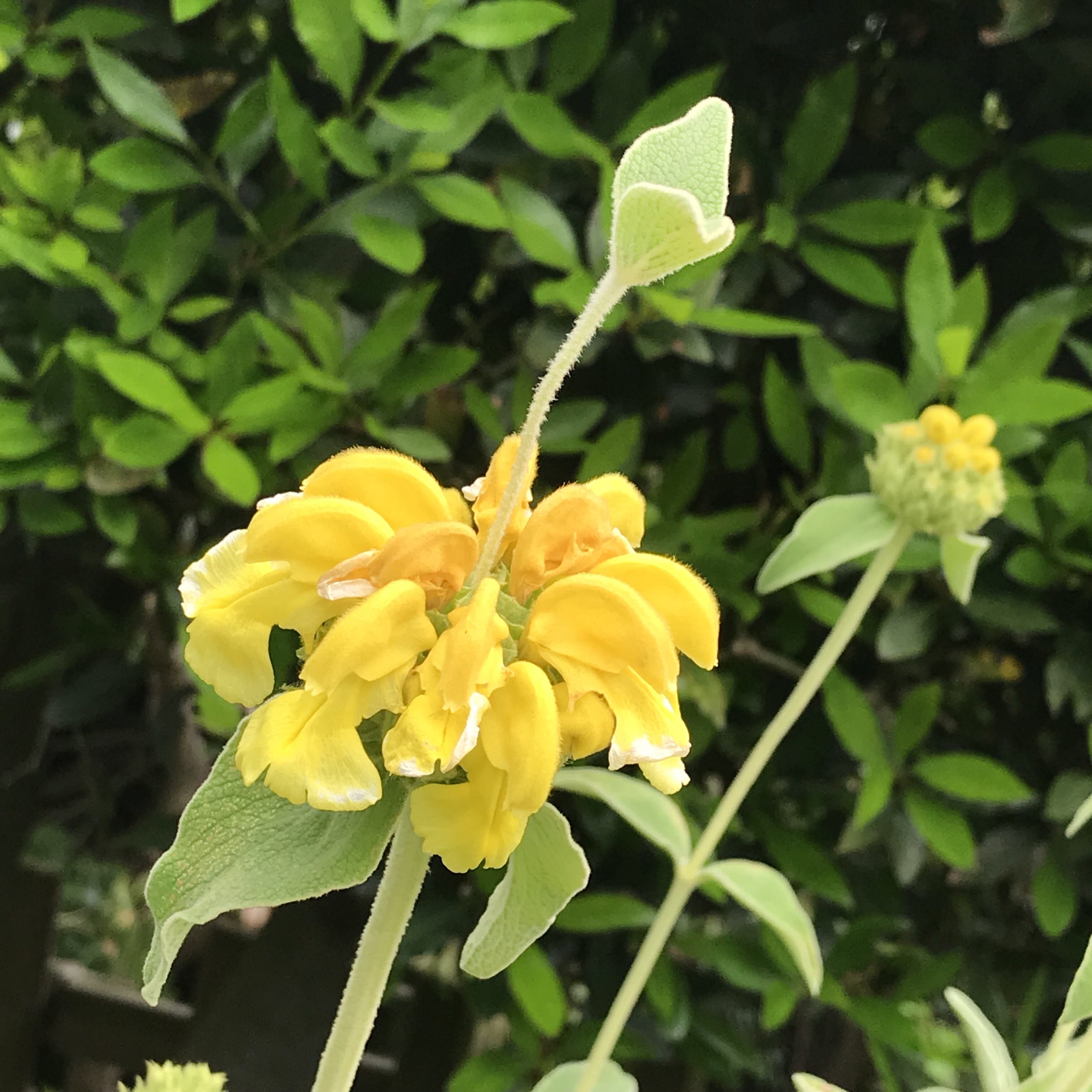 エルサレムセージ 花撮影技術 植物園紹介 花のブログ