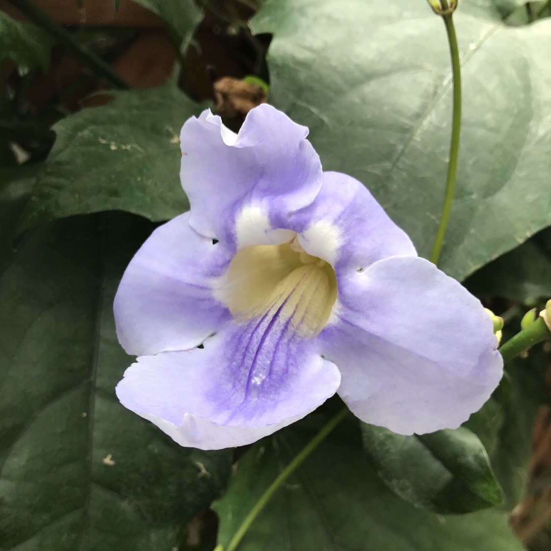 ベンガルハヤカズラ 花撮影技術 植物園紹介 花のブログ