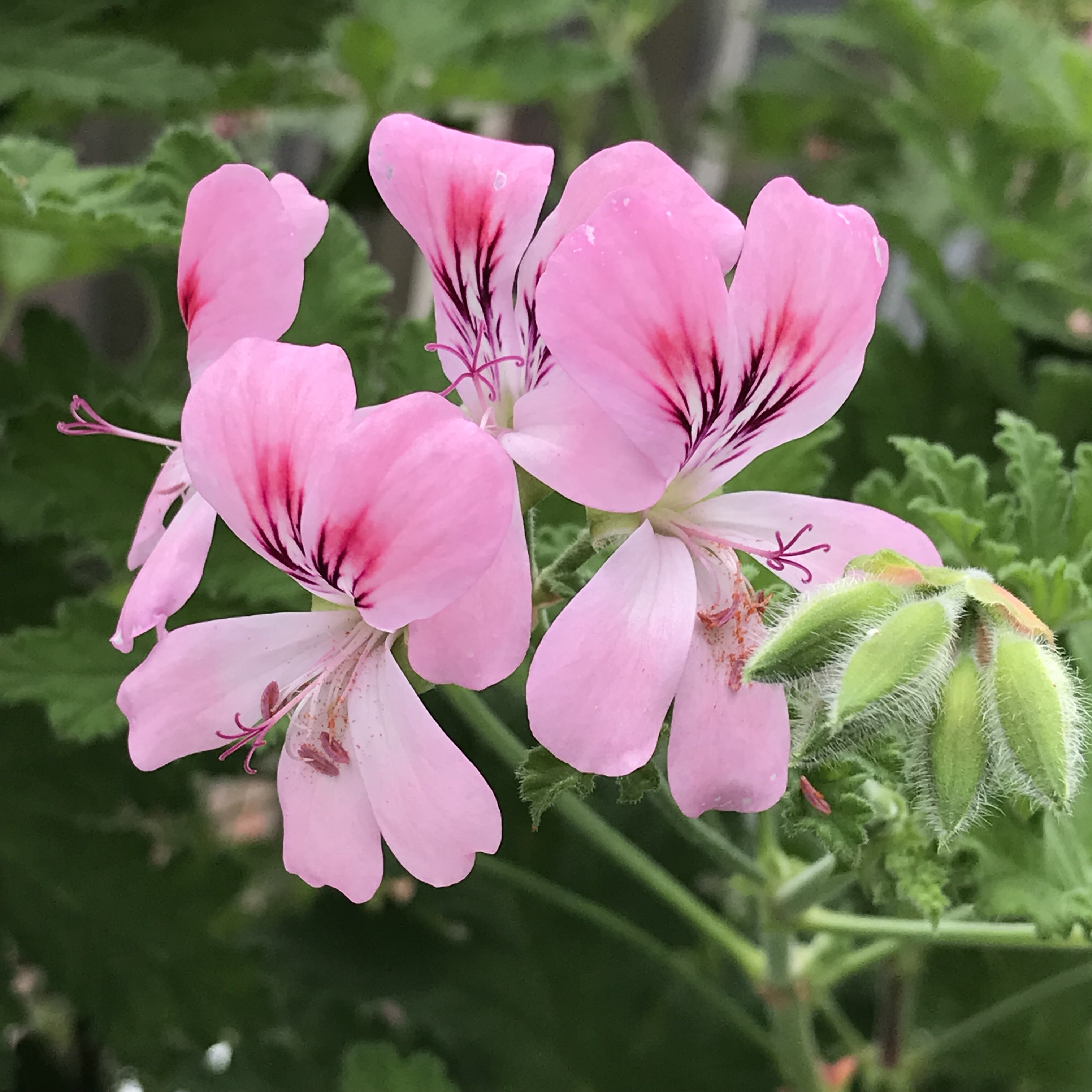 スイートミモザゼラニウム 花撮影技術 植物園紹介 花のブログ