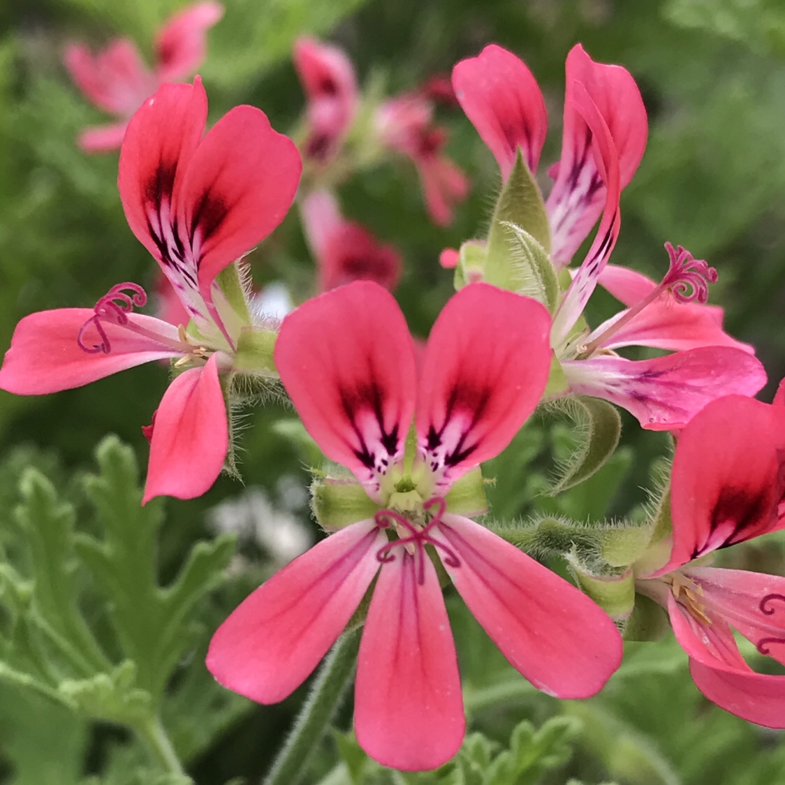 センテッドゼラニウム 花撮影技術 植物園紹介 花のブログ