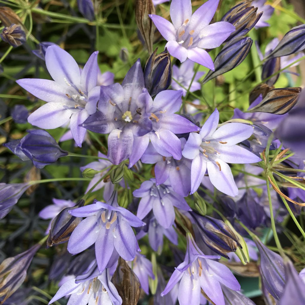 トリテレイア 花撮影技術 植物園紹介 花のブログ