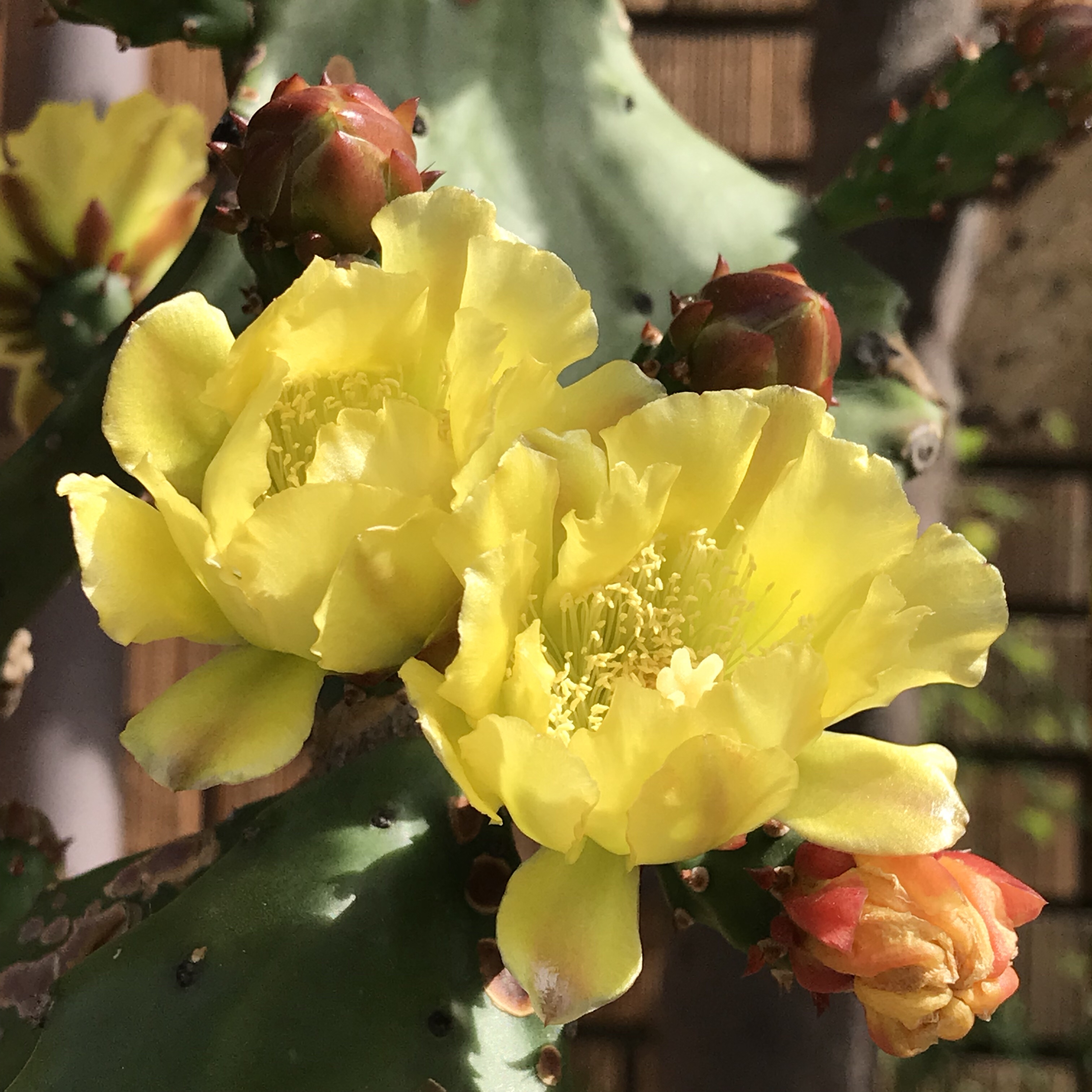 ウチワサボテン 花撮影技術 植物園紹介 花のブログ