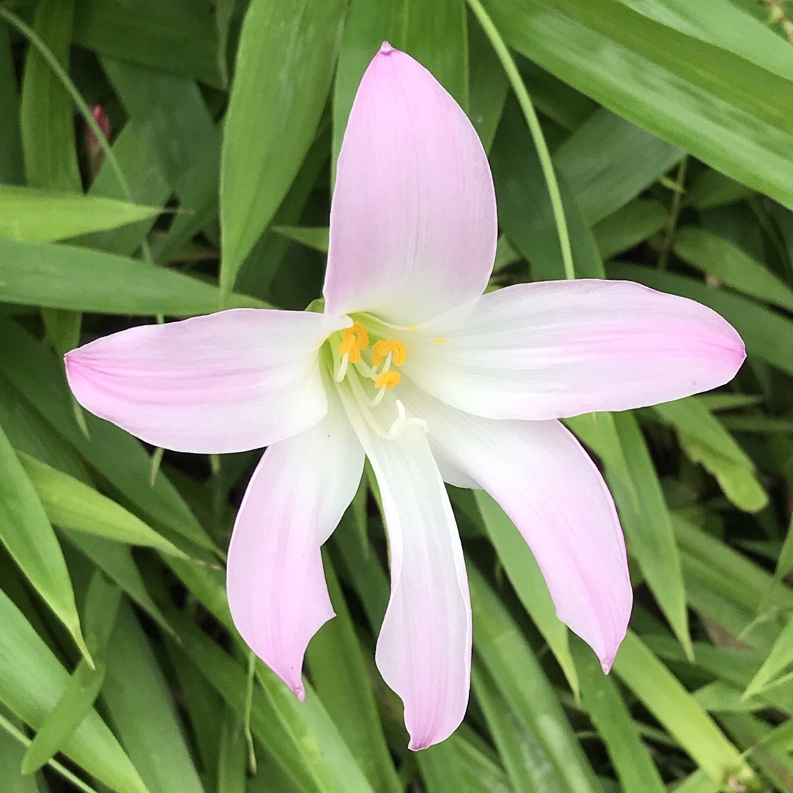 ゼフィランサス 花撮影技術 植物園紹介 花のブログ