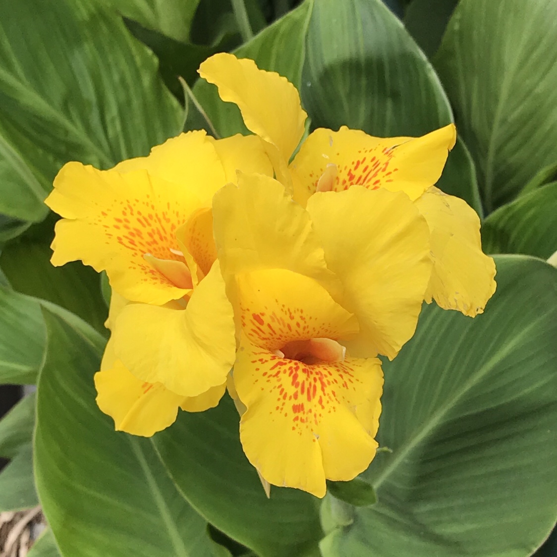 カンナ 花撮影技術 植物園紹介 花のブログ