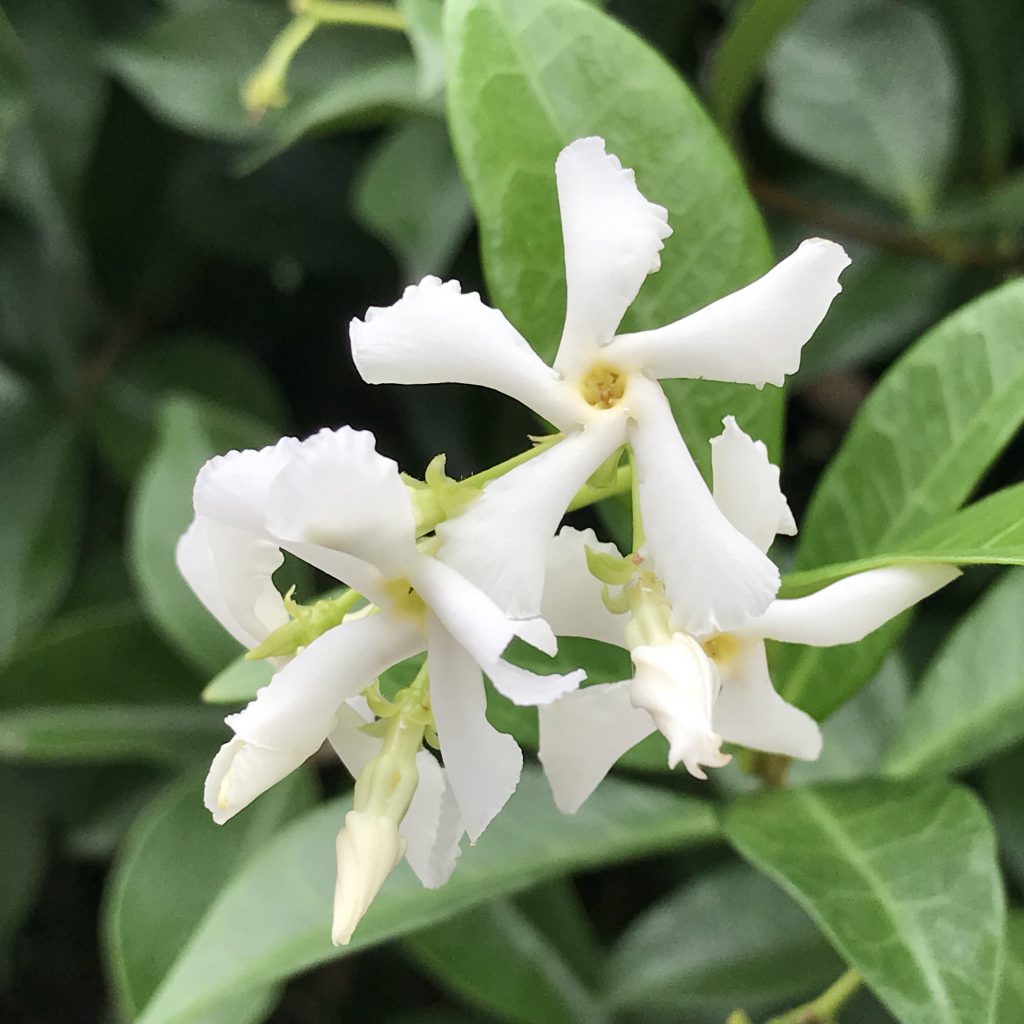 テイカカズラ 花撮影技術 植物園紹介 花のブログ