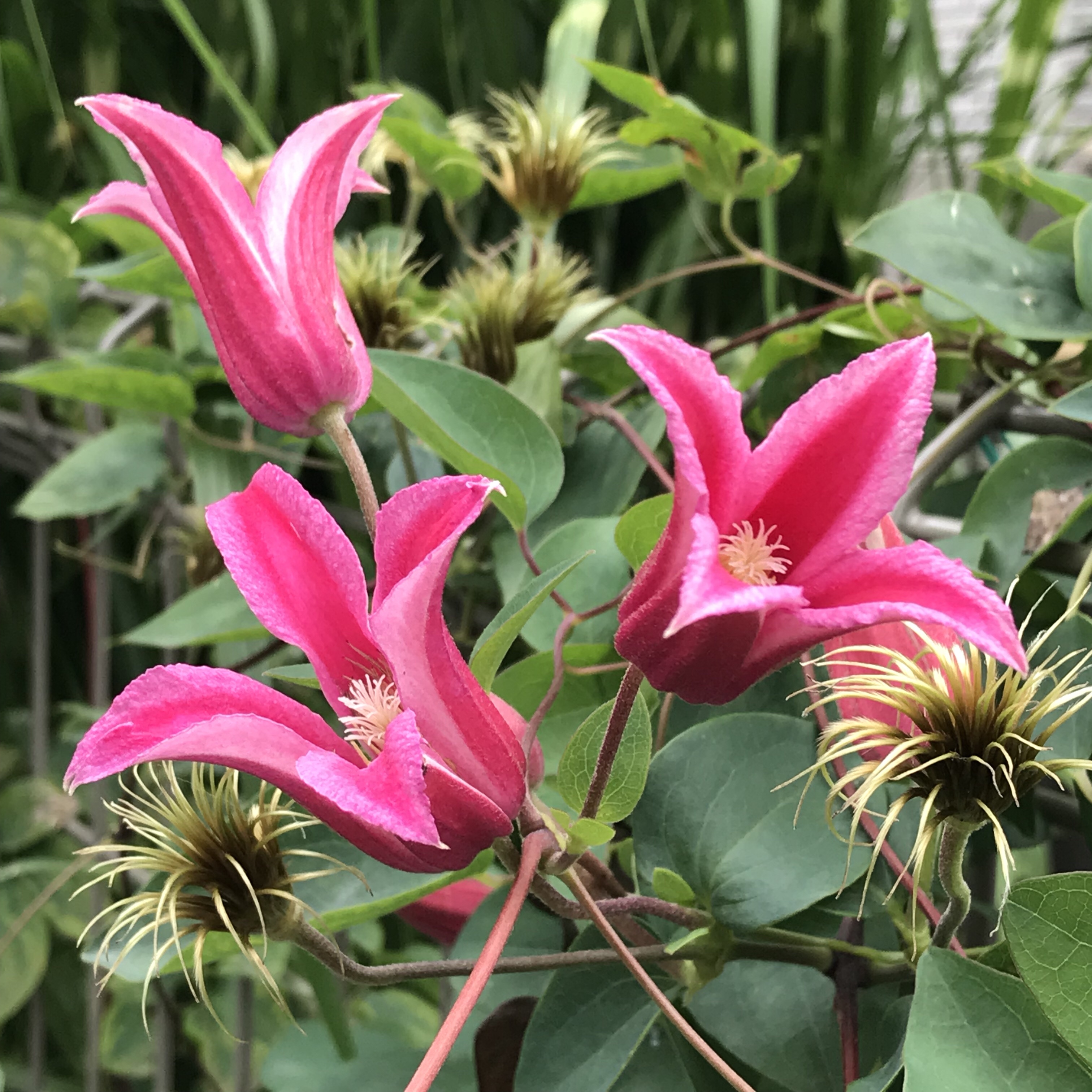 クレマチス 花撮影技術 植物園紹介 花のブログ