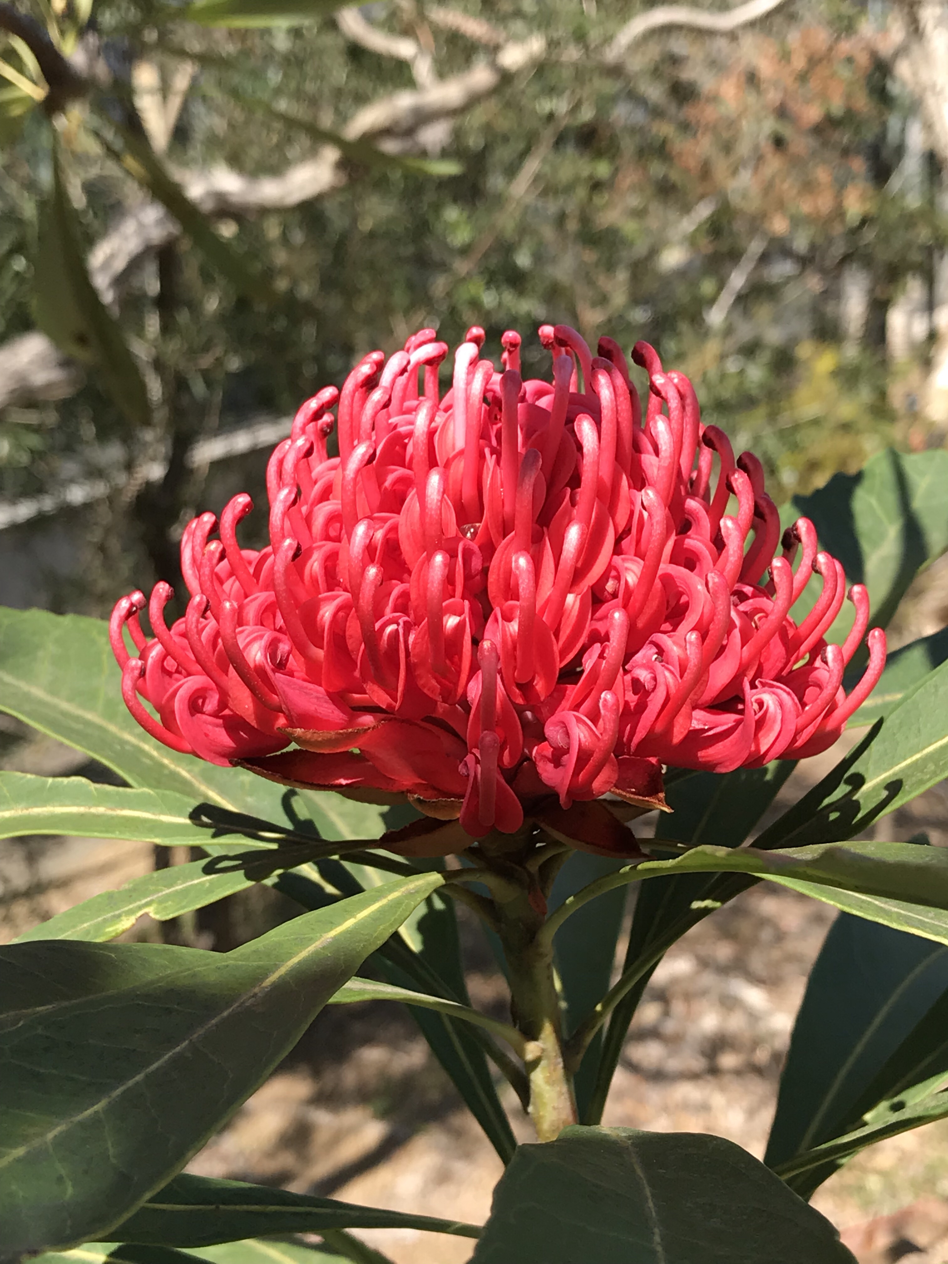 テロペアスペキオシッシマ 花撮影技術 植物園紹介 花のブログ