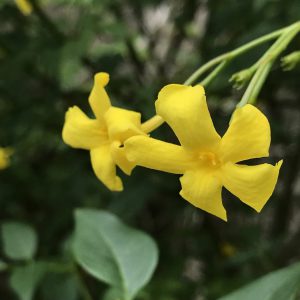 プリムラ ビアリー 花撮影技術 植物園紹介 花のブログ