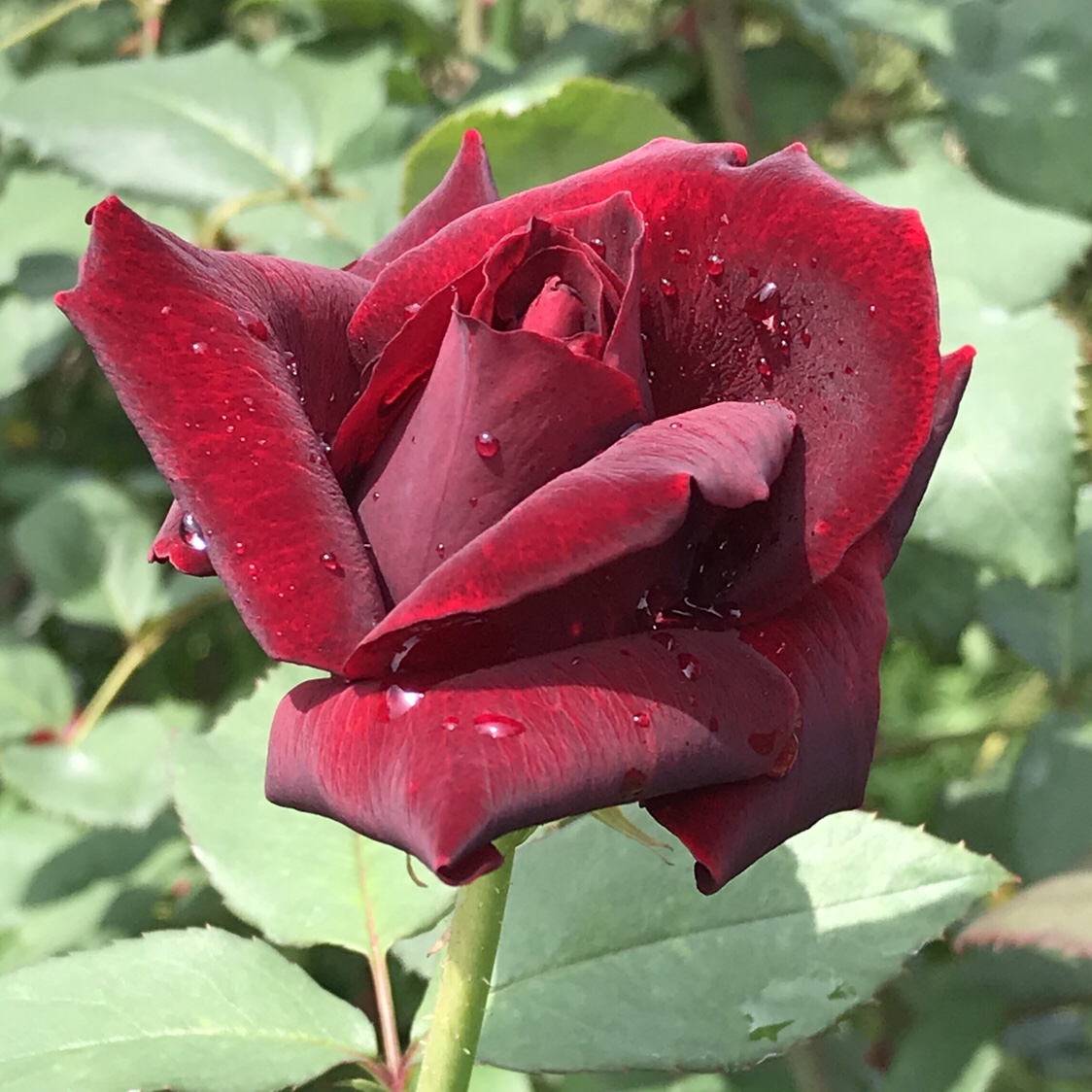 バラ 黒真珠 花撮影技術 植物園紹介 花のブログ