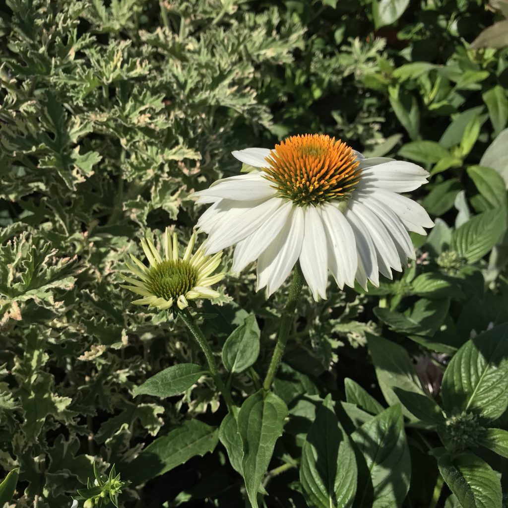 エキナセア 花撮影技術 植物園紹介 花のブログ