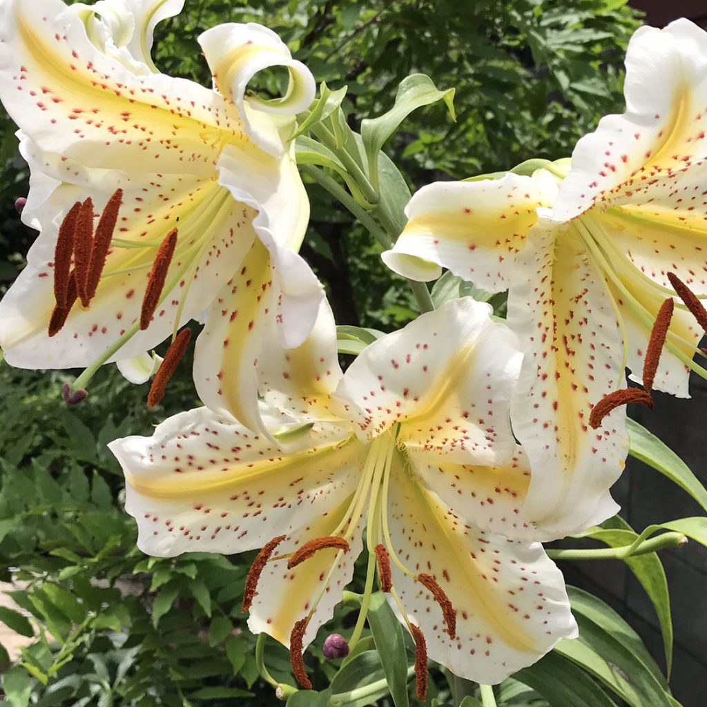 ヤマユリ 花撮影技術 植物園紹介 花のブログ