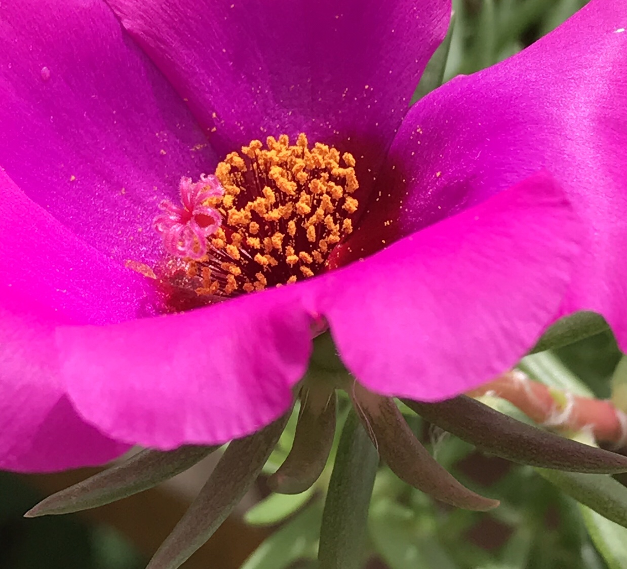 一重のマツバボタン 花撮影技術 植物園紹介 花のブログ