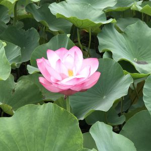 オリエンタルリリー 花撮影技術 植物園紹介 花のブログ