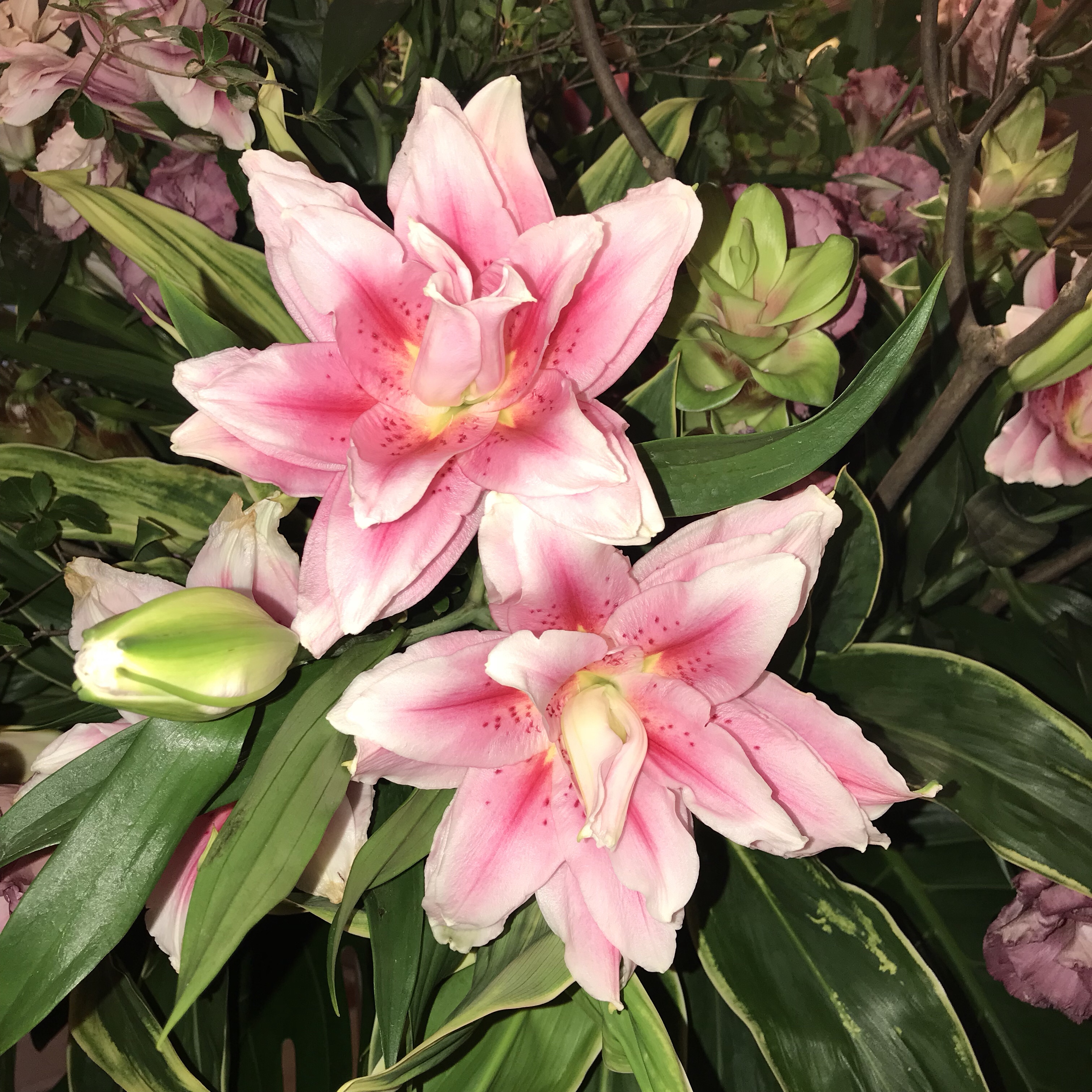 オリエンタルリリー 花撮影技術 植物園紹介 花のブログ