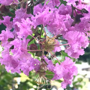 プリムラ ビアリー 花撮影技術 植物園紹介 花のブログ