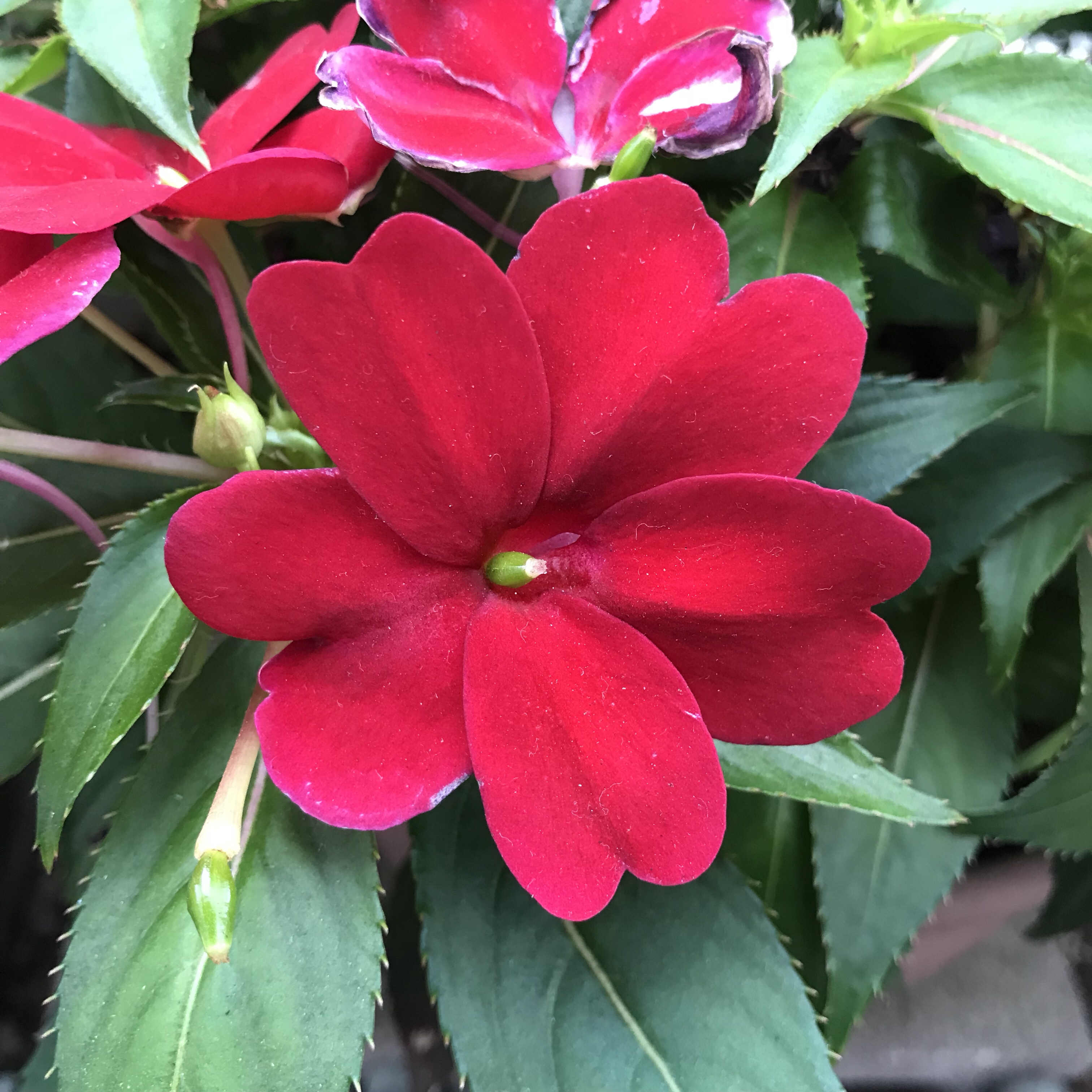 ニューギニアインパチェンス 花撮影技術 植物園紹介 花のブログ