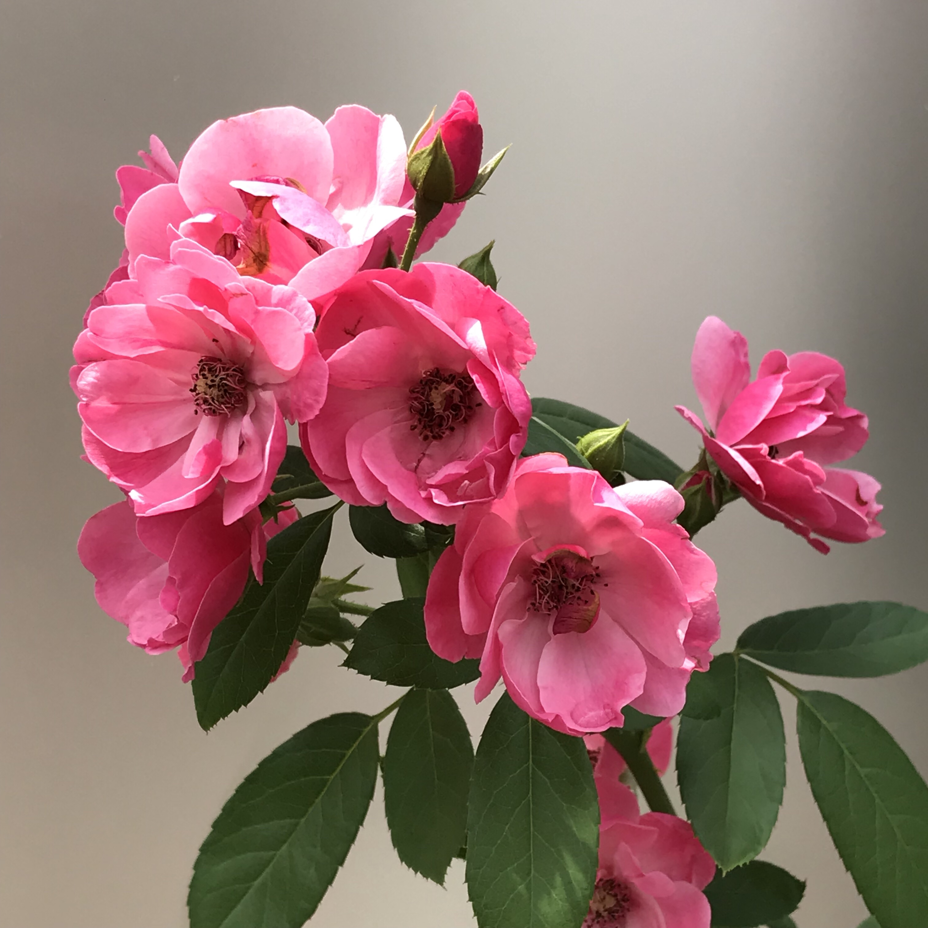 つるバラ アンジェラ 花撮影技術 植物園紹介 花のブログ