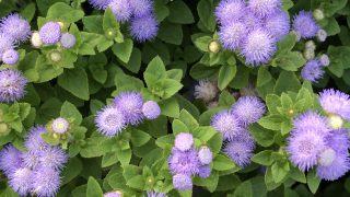 アゲラタム 花撮影技術 植物園紹介 花のブログ