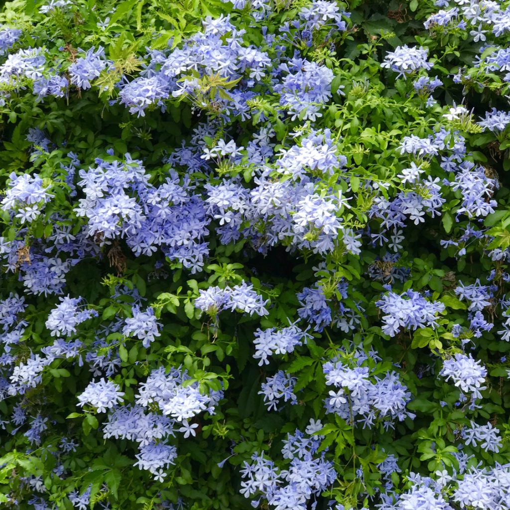 ルリマツリ18 花撮影技術 植物園紹介 花のブログ
