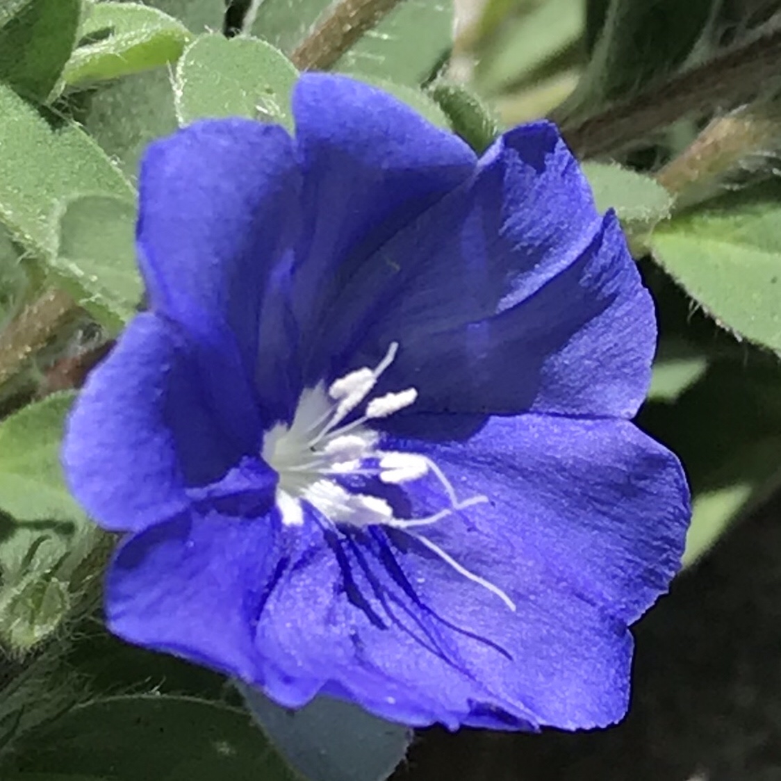 アメリカンブルー 花撮影技術 植物園紹介 花のブログ