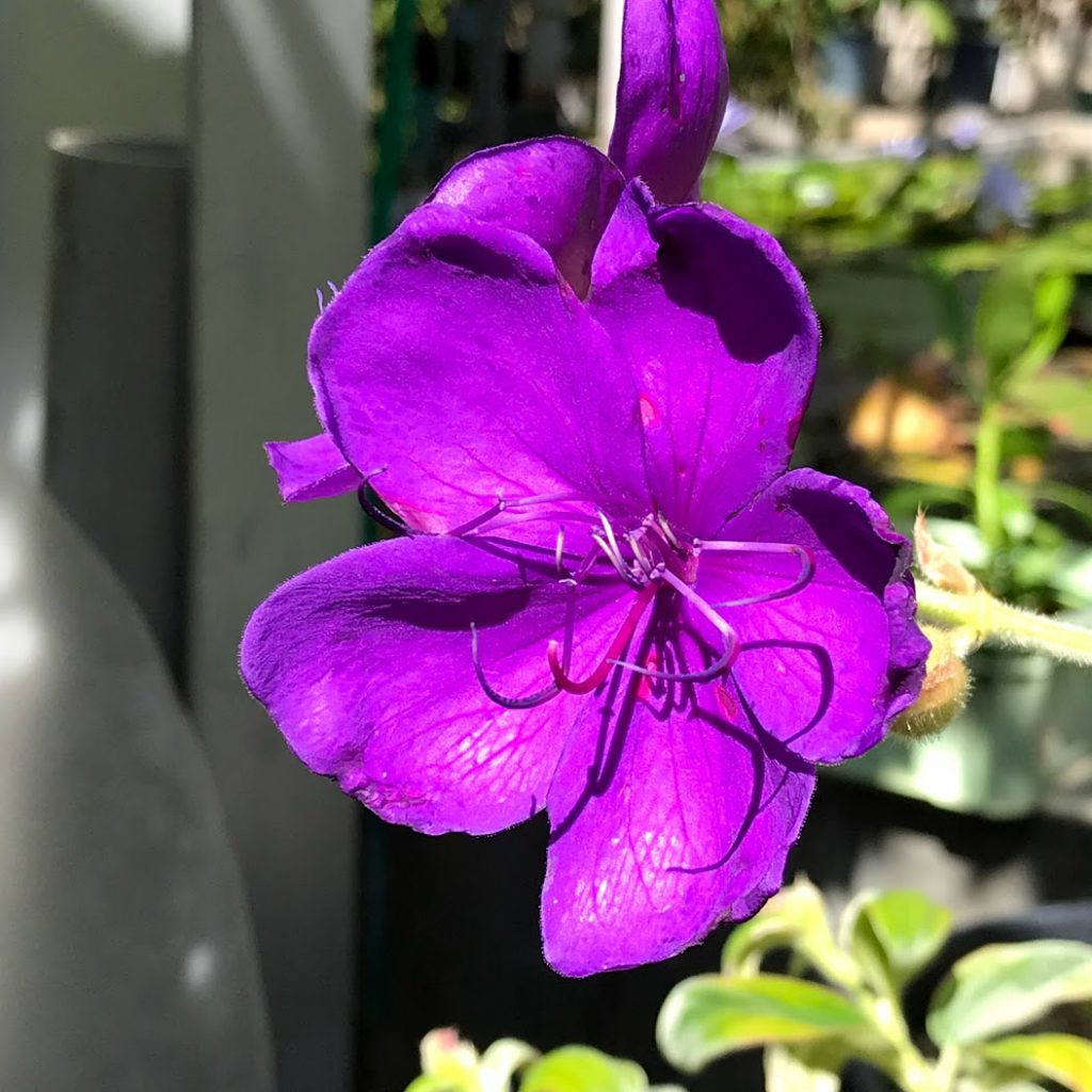 北海道大学植物園温室の花