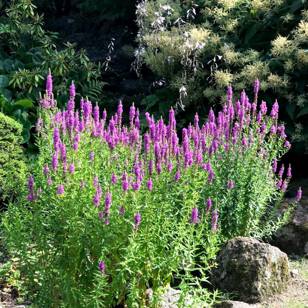北海道大学植物園屋外の花