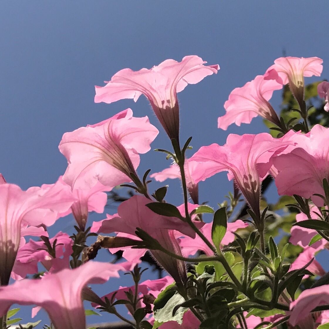 ペチュニア 花撮影技術 植物園紹介 花のブログ