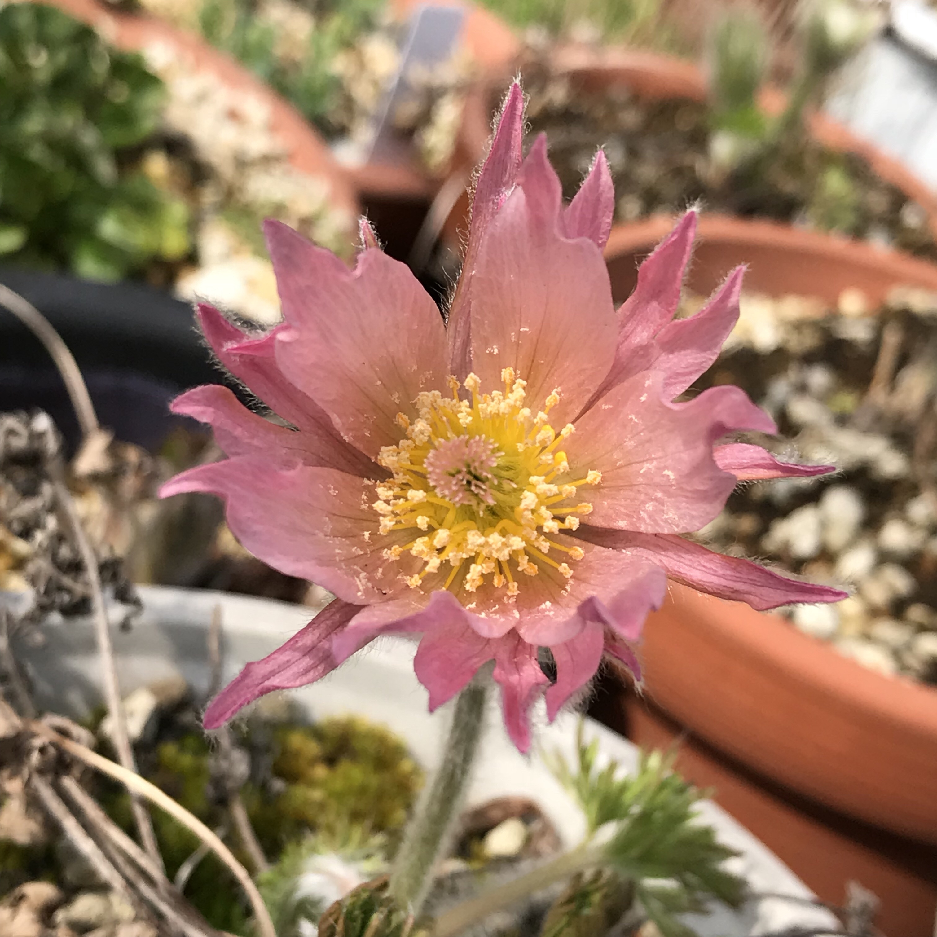 オキナグサ 花撮影技術 植物園紹介 花のブログ