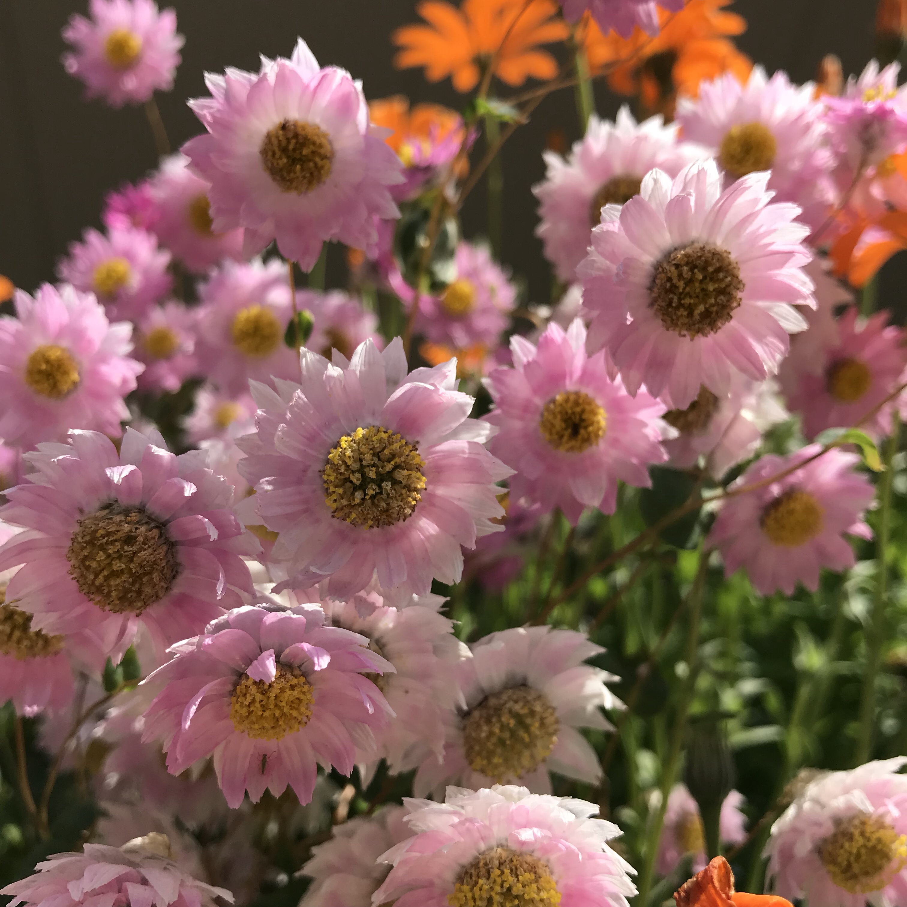 ヘリクリサム 花撮影技術 植物園紹介 花のブログ