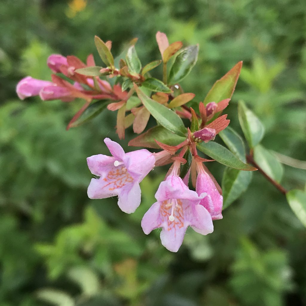 ピンクのアベリア 花撮影技術 植物園紹介 花のブログ